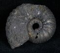 Pyritized Ammonite From Russia - #7291-1